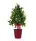 Christmas tree in a red pot