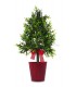 Sapin dans un pot rouge