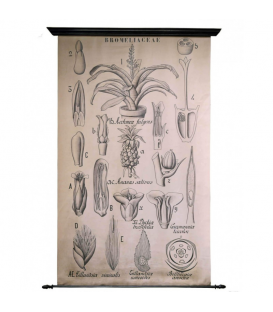 Planche Botanique Vintage – Broméliacée (Reproduction 1905)