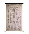 Planche Botanique Vintage – Broméliacée (Reproduction 1905)