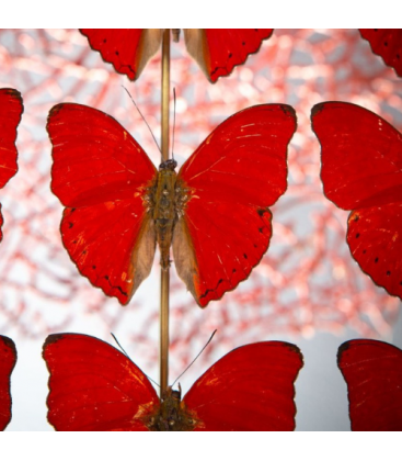 Boite avec des papillons rouges - décoration originale