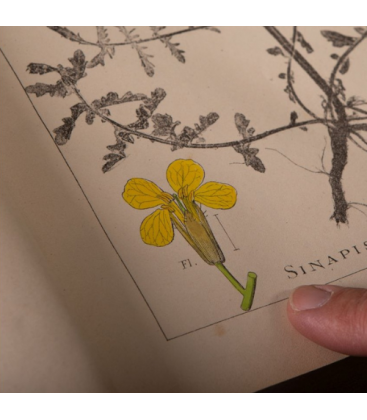 Herbier de la flore française - Livre ancien