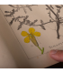 Herbier de la flore française - Livre ancien